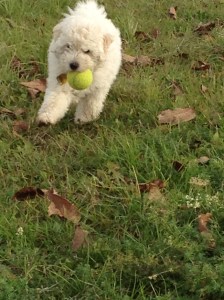 Bilder bis 051013 005