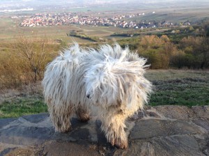 Bilder bis 051013 019