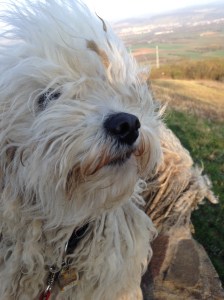 Bilder bis 051013 042