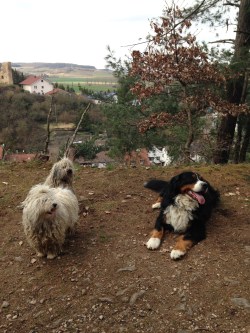 aus Handy Ingrid 023