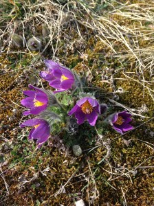 aus Handy Ingrid 042