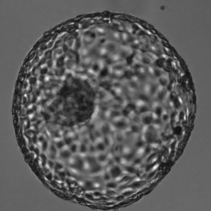 embryo-blastocyten