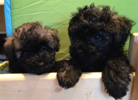 Abby und Ayla-Sookie