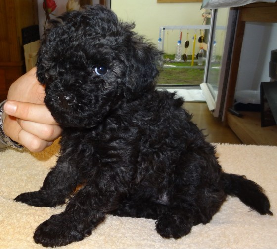 Abby von den dreads on Paws