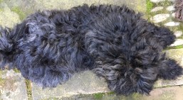 Aaltja mit 3 Monaten